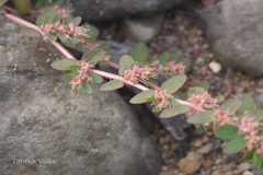 Euphorbia thymifolia